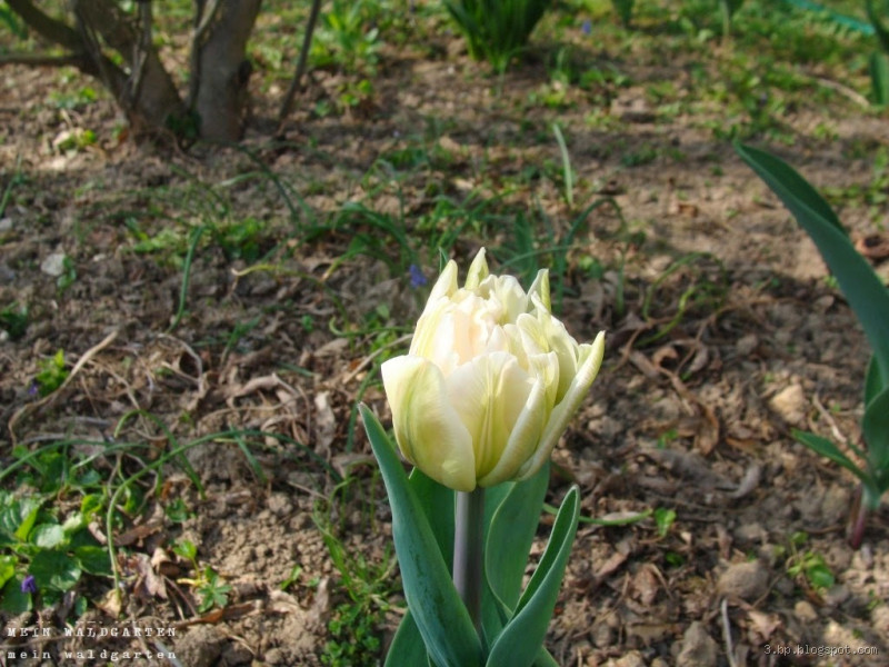 Hat die Tulpe Früchte? Die überraschende Wahrheit!