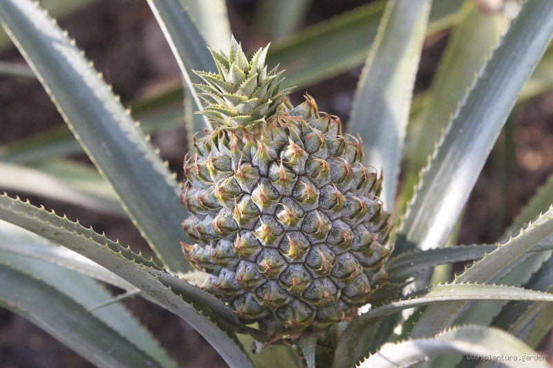 Was ist die teuerste Pflanze auf der Welt? Entdecke den wahren Preis der Natur