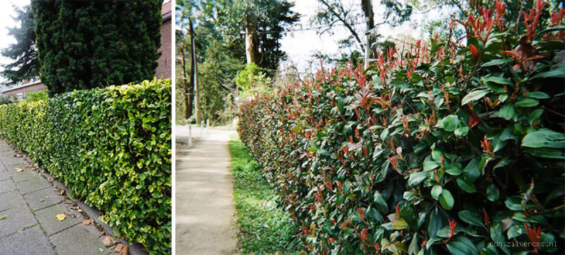 Welche Hecke verträgt viel Sonne und bleibt schön grün?