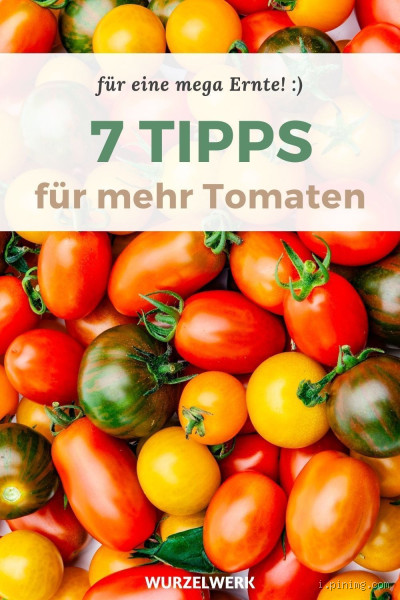 Wie bekommt man einen hohen Ertrag bei Tomaten? 7 Tipps für eine reiche Ernte
