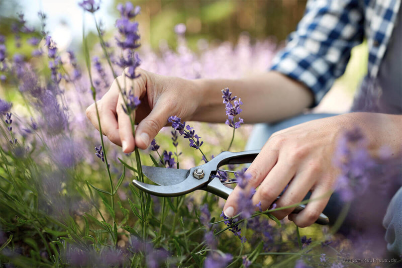 Wie bekommt man Lavendel buschig? Tipps für kräftige Pflanzen