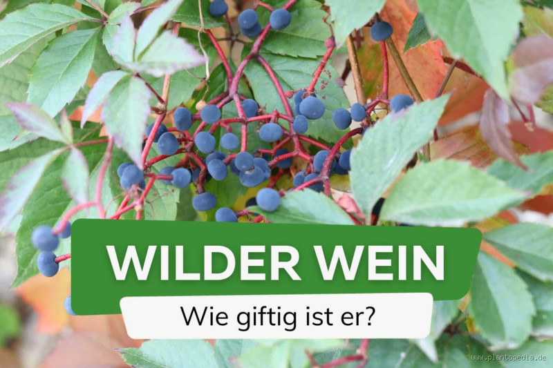 Kann Wein giftig werden? Die überraschende Wahrheit