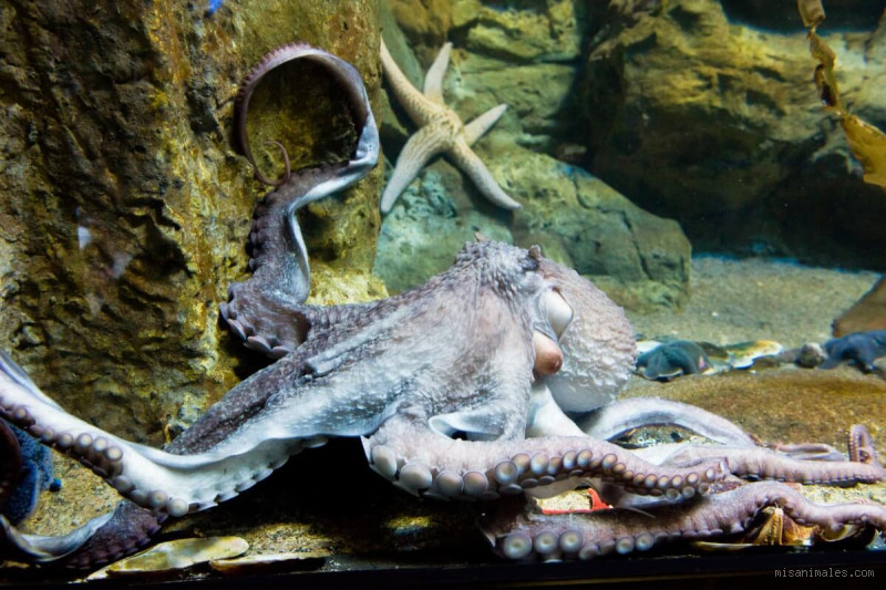Können Kraken riechen? Die erstaunlichen Fähigkeiten dieser Tiere