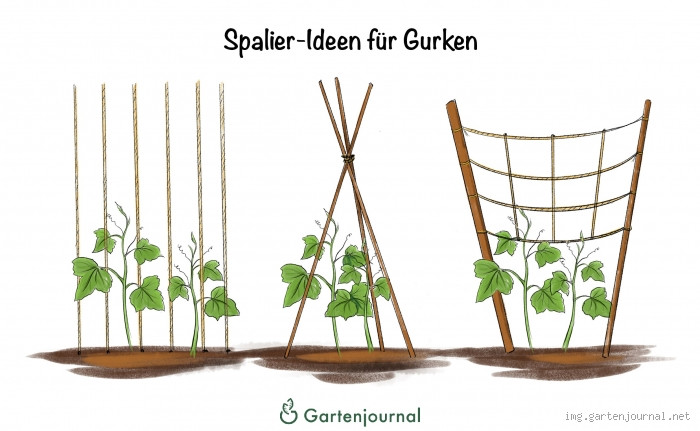Besprühen Gurkenpflanzen? Beste Tipps & Tricks für ein gesundes Gartenparadies