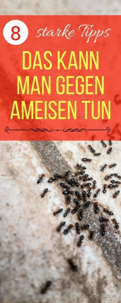 Warum habe ich so viele Ameisen im Haus? Ursachen und praktische Lösungsansätze zur Beseitigung