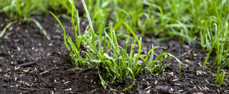 Warum wächst der Rasen an manchen Stellen nicht? - Die häufigsten Gründe für kahle Stellen im Garten