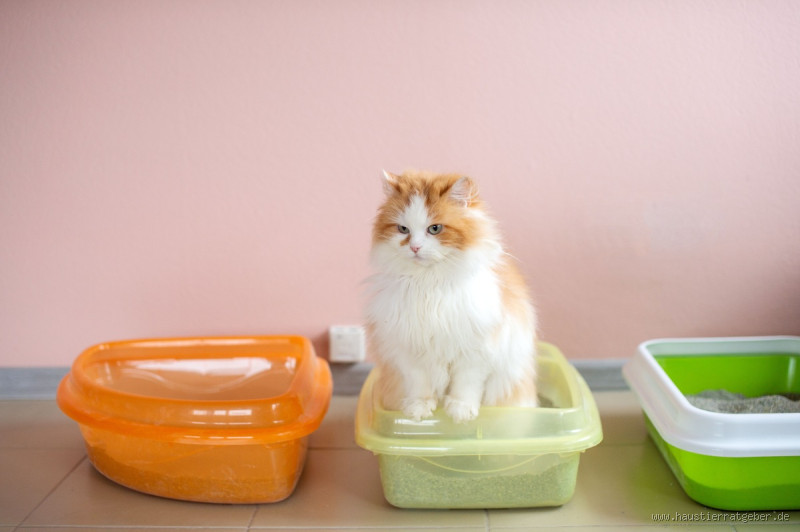 Was tun, wenn das Katzenfutter stinkt? Tipps und Lösungen für frischen Duft bei deiner Katze?
