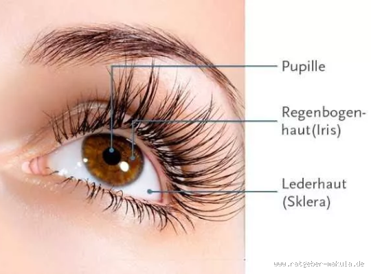 Wie heißt die Linie zwischen Augen und Wimpern? Entdecke die Bedeutung!