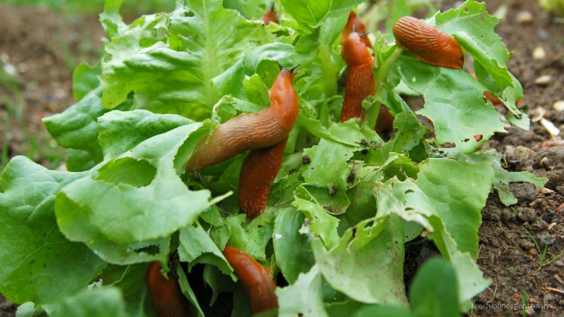 Schneckenaktivität im Herbst: Wie lange sind sie aktiv? Erstaunliche Fakten zur Winterruhe und Temperaturabhängigkeit