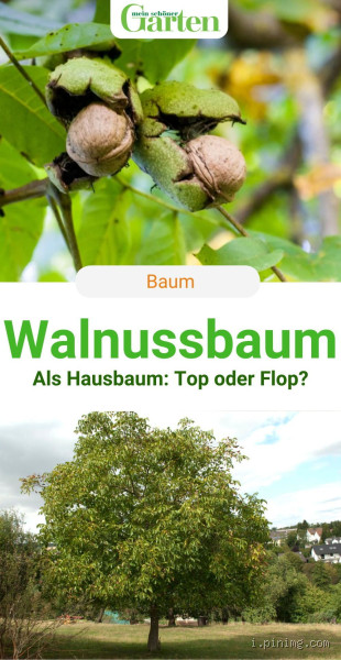 Wie nah darf ein Walnussbaum am Haus stehen? Wichtige Überlegungen