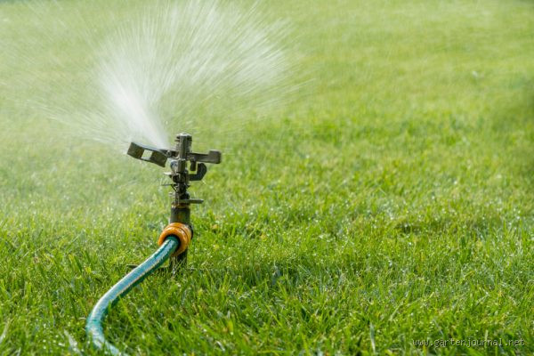 Wie oft Rasen wässern im Hochsommer? So bleibt dein Rasen gesund!