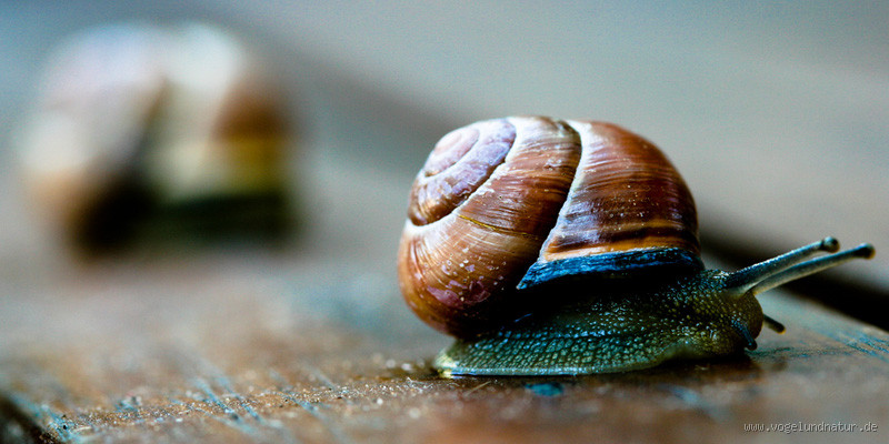 Wie überleben Schnecken im Sommer?