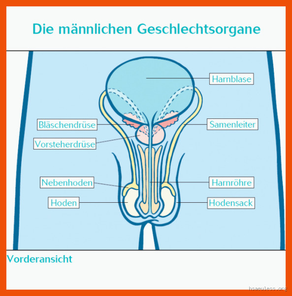 Wie schreibt man Geschlecht männlich? So geht’s richtig!