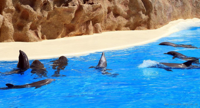 Wie tief ist das Becken im Loro Park? Fakten, Zahlen und ein paar Überraschungen