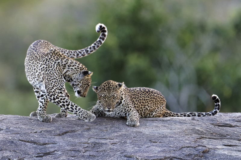 Wie viele Leoparden hat Polen wirklich?