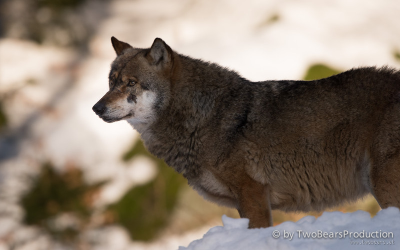 Ist ein Luchs stärker als ein Wolf? Ein spannender Vergleich