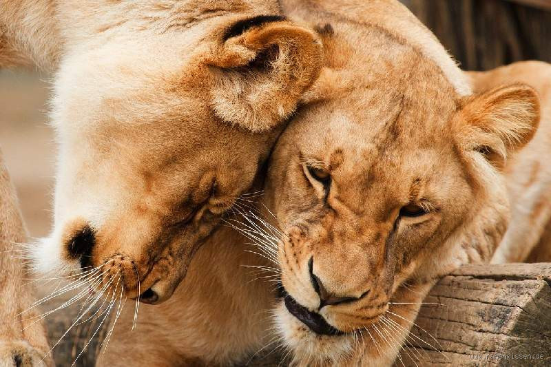 Kann man Löwen vertrauen? Die Wahrheit über die König der Tiere