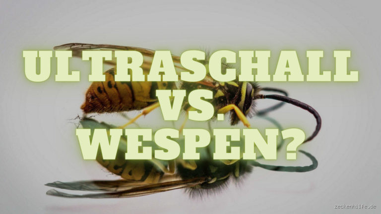 Können Wespen Schmerzen empfinden? Eine tiefgehende Untersuchung