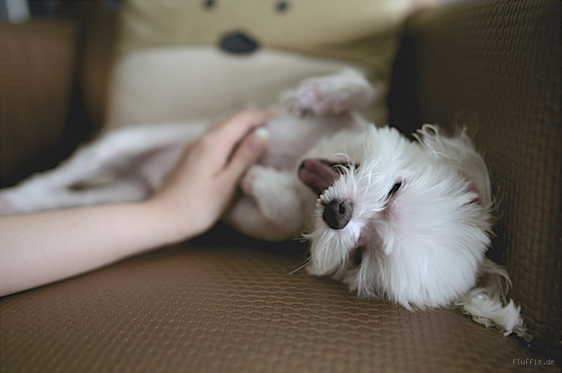Was bedeutet es, wenn mein Hund sich auf den Rücken legt? - Eine Erklärung der Körpersprache deines Hundes