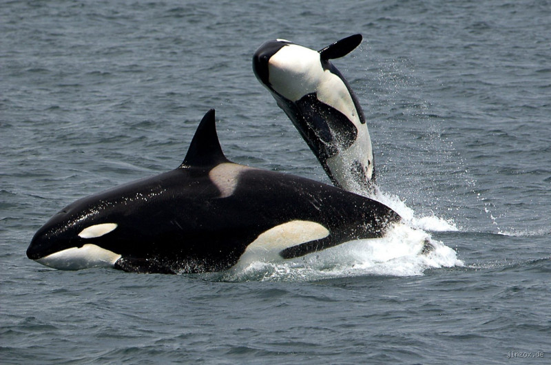 Was für ein IQ haben Orcas? Entdecke die Intelligenz dieser faszinierenden Tiere!