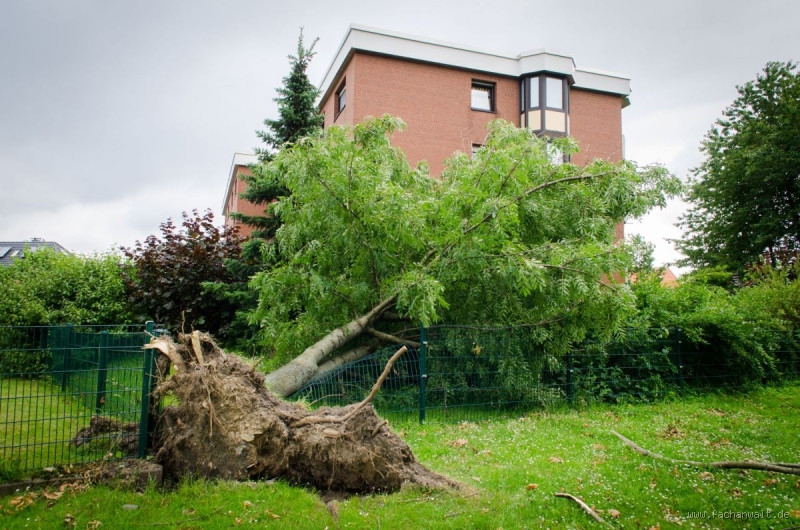 Wer zahlt wenn der Baum vom Nachbarn auf mein Grundstück fällt?