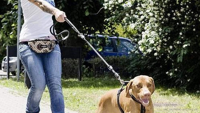 Wie bekomme ich einen ängstlichen Hund an der Leine?