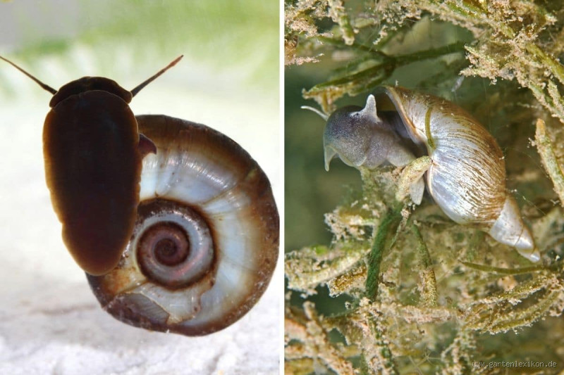 Wie kann man sehen, wie alt eine Schnecke ist? - Altersbestimmung von Schnecken durch Wachstumsringe und mehr