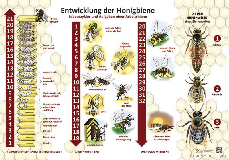 Wie lange lebt eine Biene nach dem Stich? Die überraschende Wahrheit