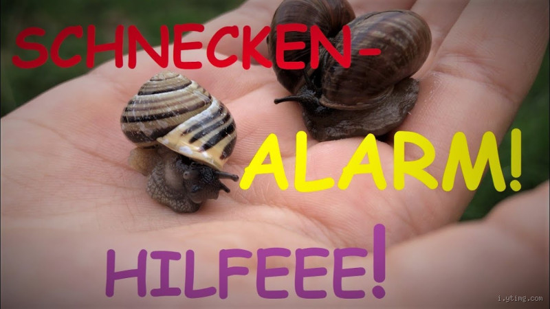 Schnecken und ihre Reaktion auf Lärm: Unglaubliche Entdeckungen!