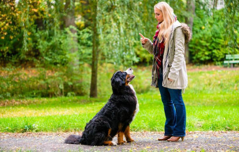 Wie streng darf ich zu meinem Hund sein? Richtige Balance zwischen Liebe und Erziehung